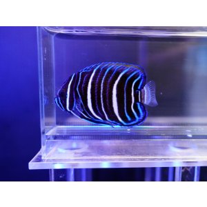 画像: ブルーフェイスエンゼル幼魚02