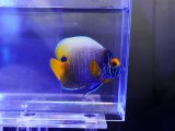 画像: ブルーフェイスエンゼル成魚ＭS01