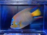 画像: カリブクイーンエンゼルL