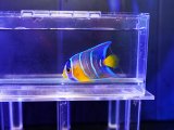 画像: カリブクイーンエンゼルS