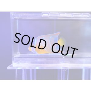 画像: カリブクイーンエンゼルS