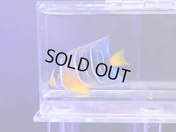 画像1: カリブクイーンエンゼルS