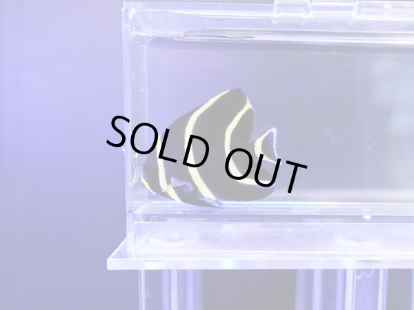 画像1: フレンチエンゼル（ブラジル）S