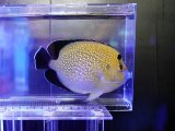 画像: ゴールドフレークエンゼル（キリバス）ML