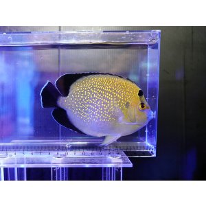 画像: ゴールドフレークエンゼル（キリバス）ML