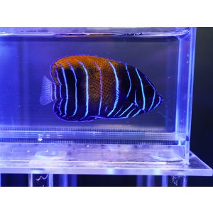 画像: イナズマヤッコ幼魚