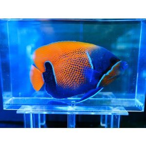 画像: イナズマヤッコL