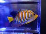 画像: インドニシキヤッコ（バリ）M