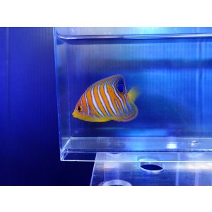 画像: インドニシキヤッコ（モルディブ）SM01