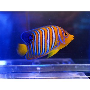 画像: インドニシキヤッコ（モルディブ）SM