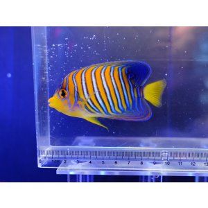 画像: インドニシキヤッコ（バリ）MS