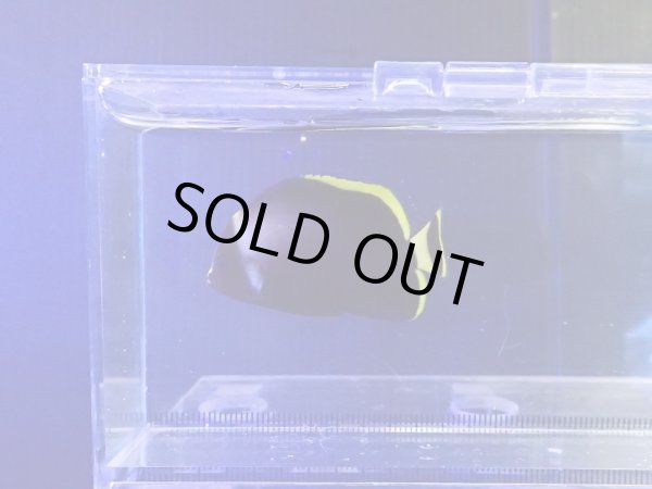 画像1: キヘリキンチャクダイ幼魚01