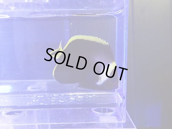 画像1: キヘリキンチャクダイ幼魚02