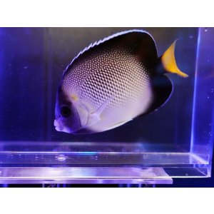 画像: クロシテンヤッコM