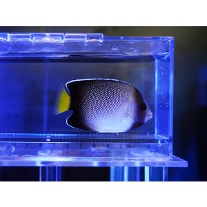 画像: クロシテンヤッコSM