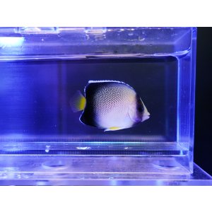 画像: クロシテンヤッコS