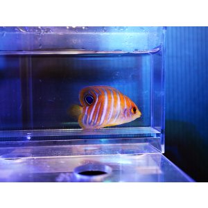 画像: ニシキヤッコ（マニラ）S