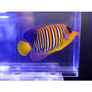 画像: 紅海ニシキヤッコ