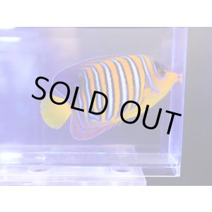 画像: 紅海ニシキヤッコ