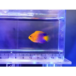 画像: レンテンヤッコベビー（カミハタブリード）