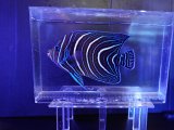 画像: サザナミヤッコL