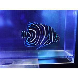 画像: サザナミヤッコ幼魚SM