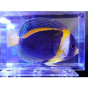 画像: スクリブルドエンゼルメスＬ