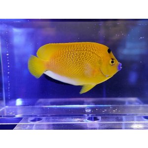 画像: シテンヤッコM