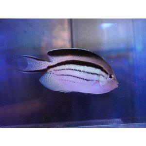 画像: タテジマヤッコM