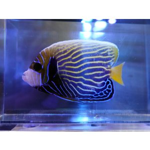 画像: タテジマキンチャクダイ（バリ）M