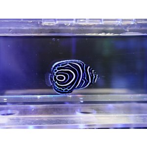 画像: ウズマキ（スリランカ）インド洋タイプSM01
