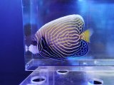 画像: ウズキン（スリランカ）
