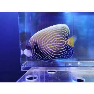 画像: ウズキン（スリランカ）