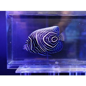 画像: ウズマキL