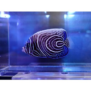 画像: ウズマキML