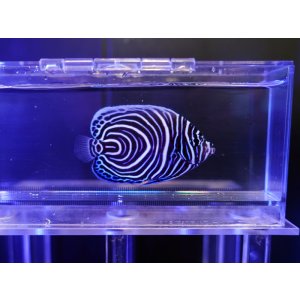 画像: ウズマキ（スリランカ）インド洋タイプSM01