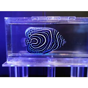 画像: ウズマキS（スリランカ）インド洋タイプSM02