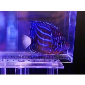 画像: ワヌケヤッコ半成魚