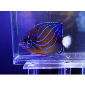 画像: ワヌケヤッコ成魚MS