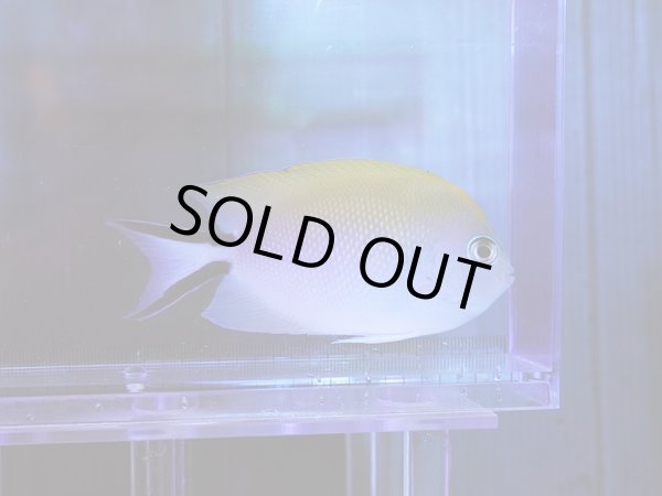 画像1: ヤイトヤッコメス