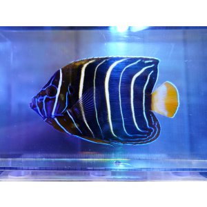 画像: クリスルス（イヤースポット）エンゼルM