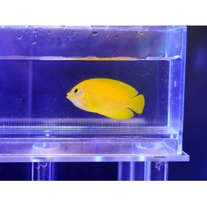 画像: ヘラルドヤッコ01