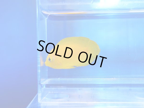 画像1: ヘラルドヤッコ01