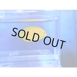 画像: ヘラルドヤッコ02