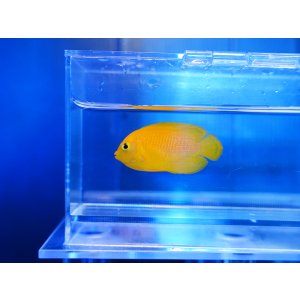 画像: ヘラルドヤッコ03