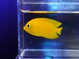 画像: ヘラルドヤッコ01