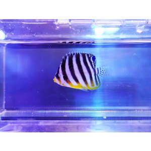 画像: シマヤッコ（マニラ）01