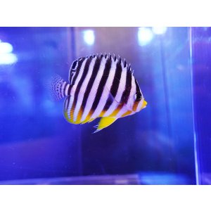 画像: シマヤッコ（マニラ）02