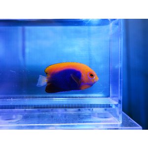 画像: アフリカンピグミーエンゼル01