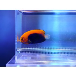 画像: アフリカンピグミーエンゼル02